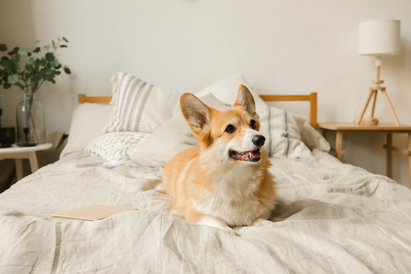 Why Some Orthopedic Dog Beds Fall Short for Large Dogs