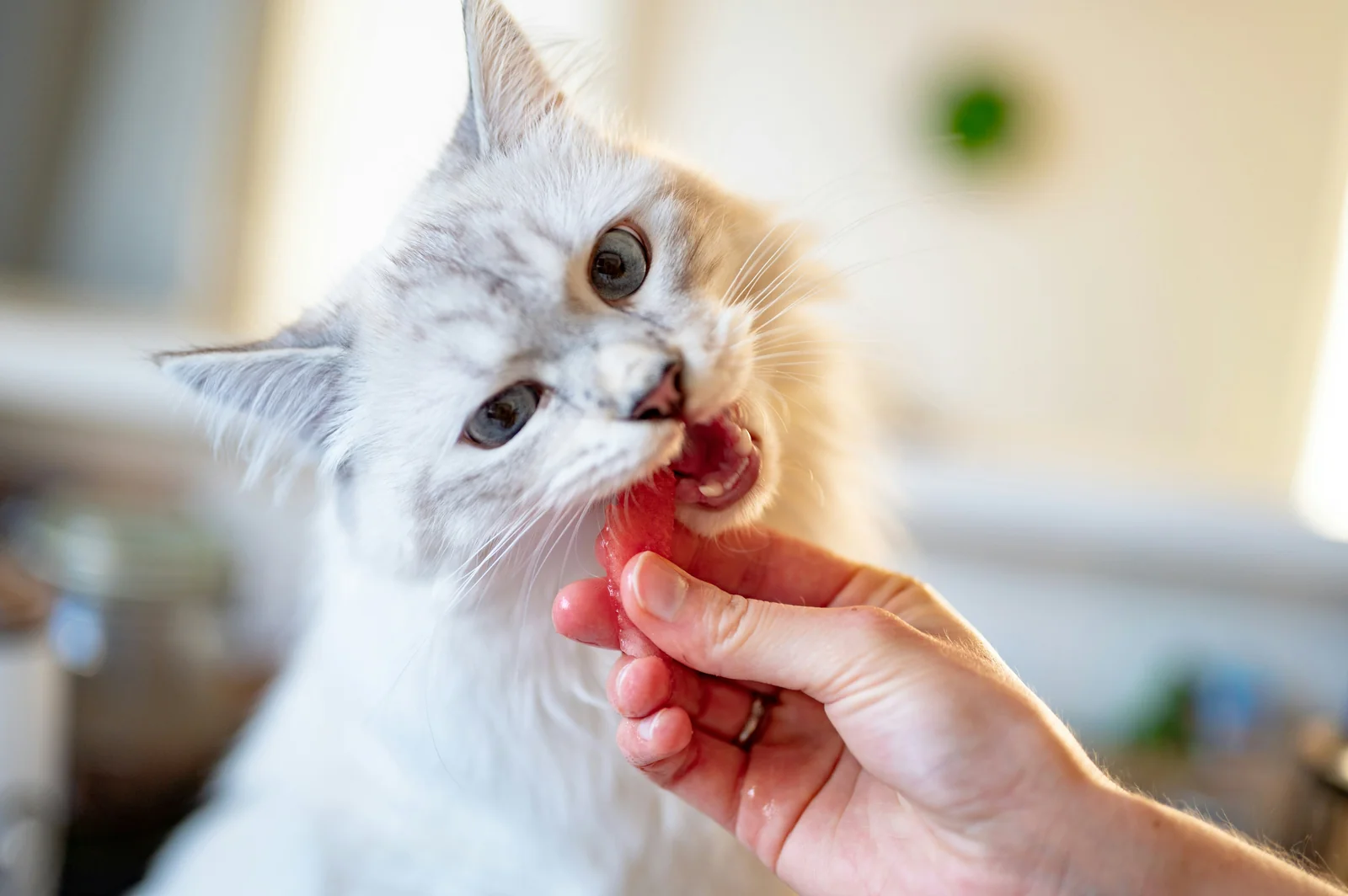 What Damaged Cans and Changing Wet Food Tell You Before Feeding Your Cat