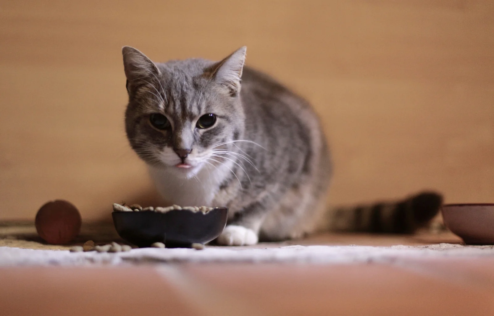 What to Check Before Choosing Dry Cat Food for Your Cat