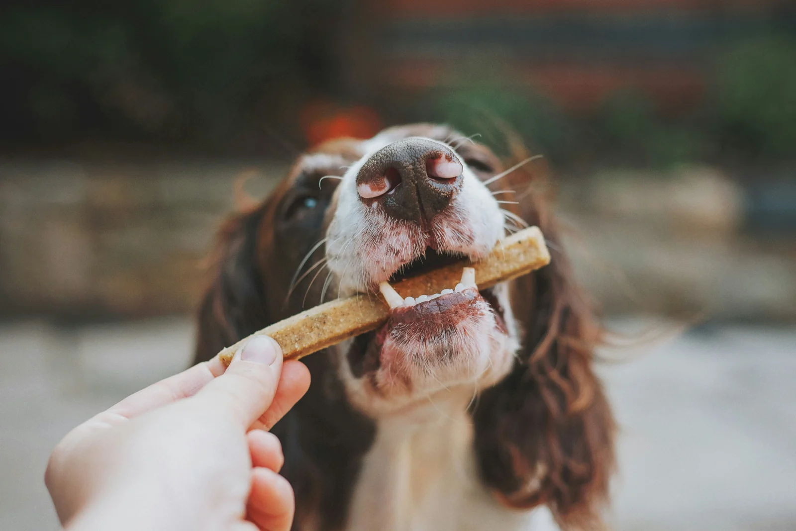 What Dog Food Buyers Should Check Before Trusting a New Bag or Tray