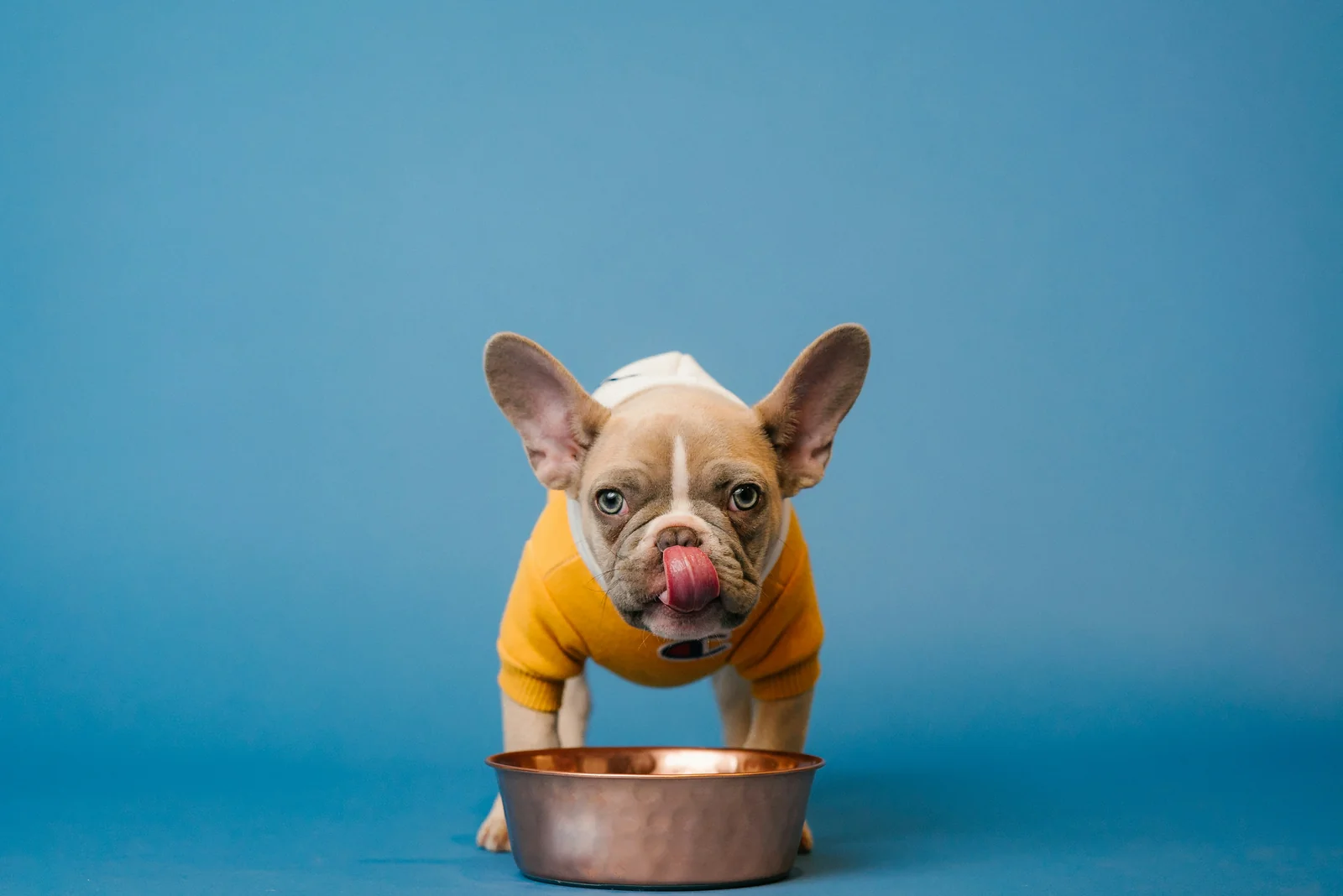 When Dry Dog Food Arrives With Moths, Mold, Heat Damage, or Torn Packaging