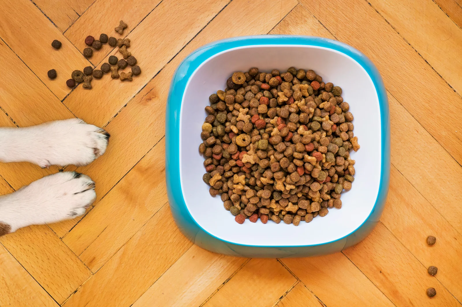 When a Senior Dog Gets Worse After Starting a Joint Supplement