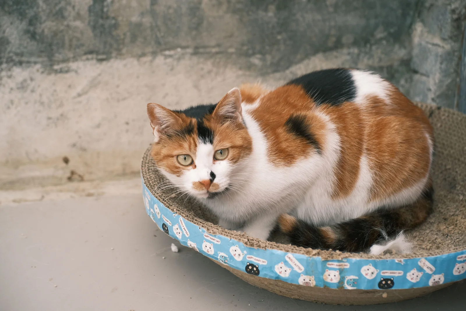 When Cat Calming Diffusers Make Home Problems Worse