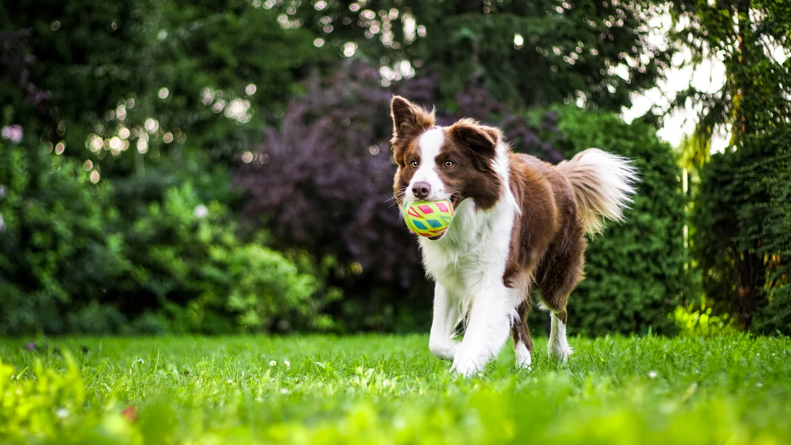 How to Choose a Safer, More Reliable Dog Joint Supplement