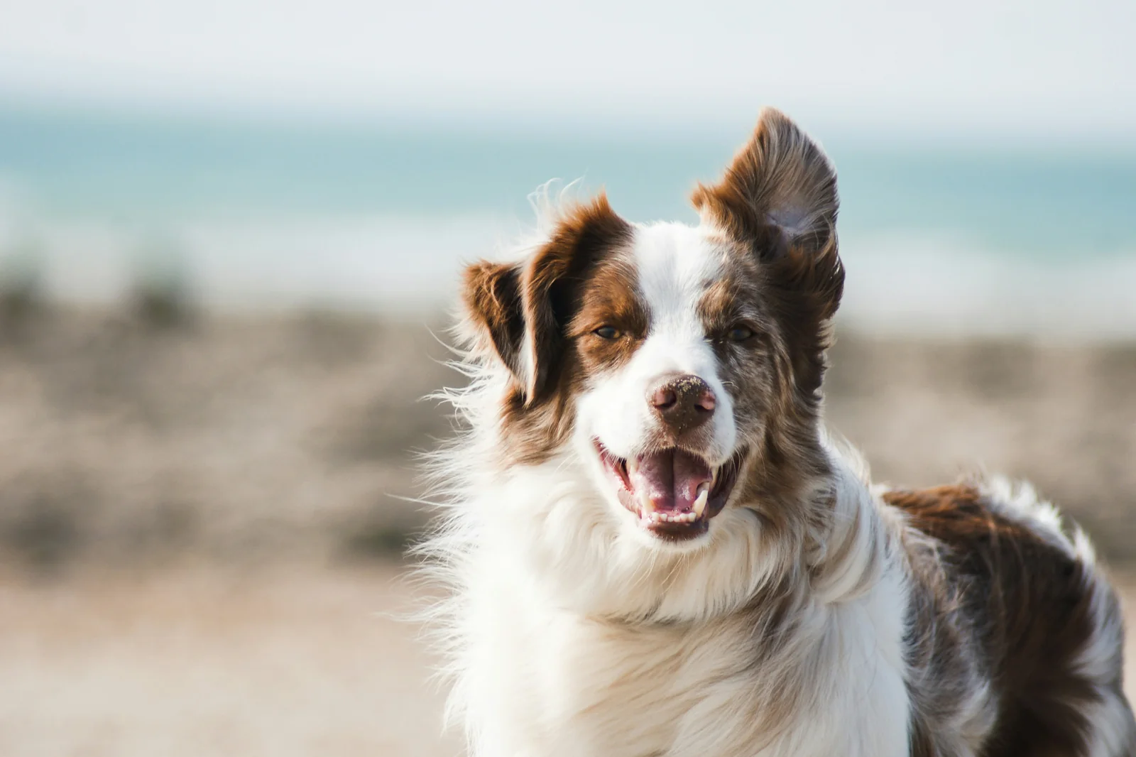 Why Dogs With Knee Problems May Start Dragging Their Back Feet