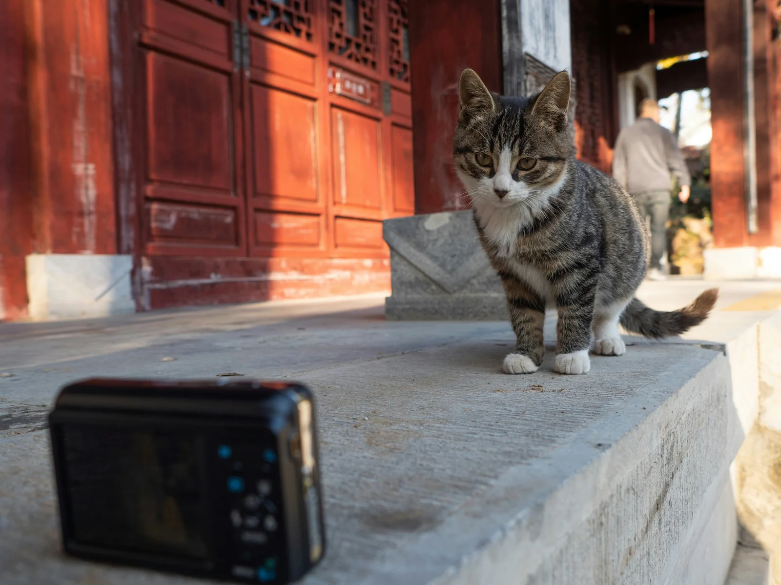 Pet Camera Problems That Can Turn Remote Monitoring Into a Hassle