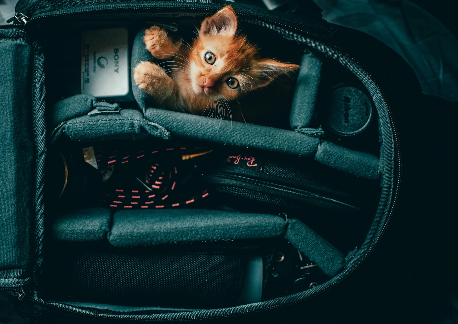 What to Check Before Flying With a Cat Carrier