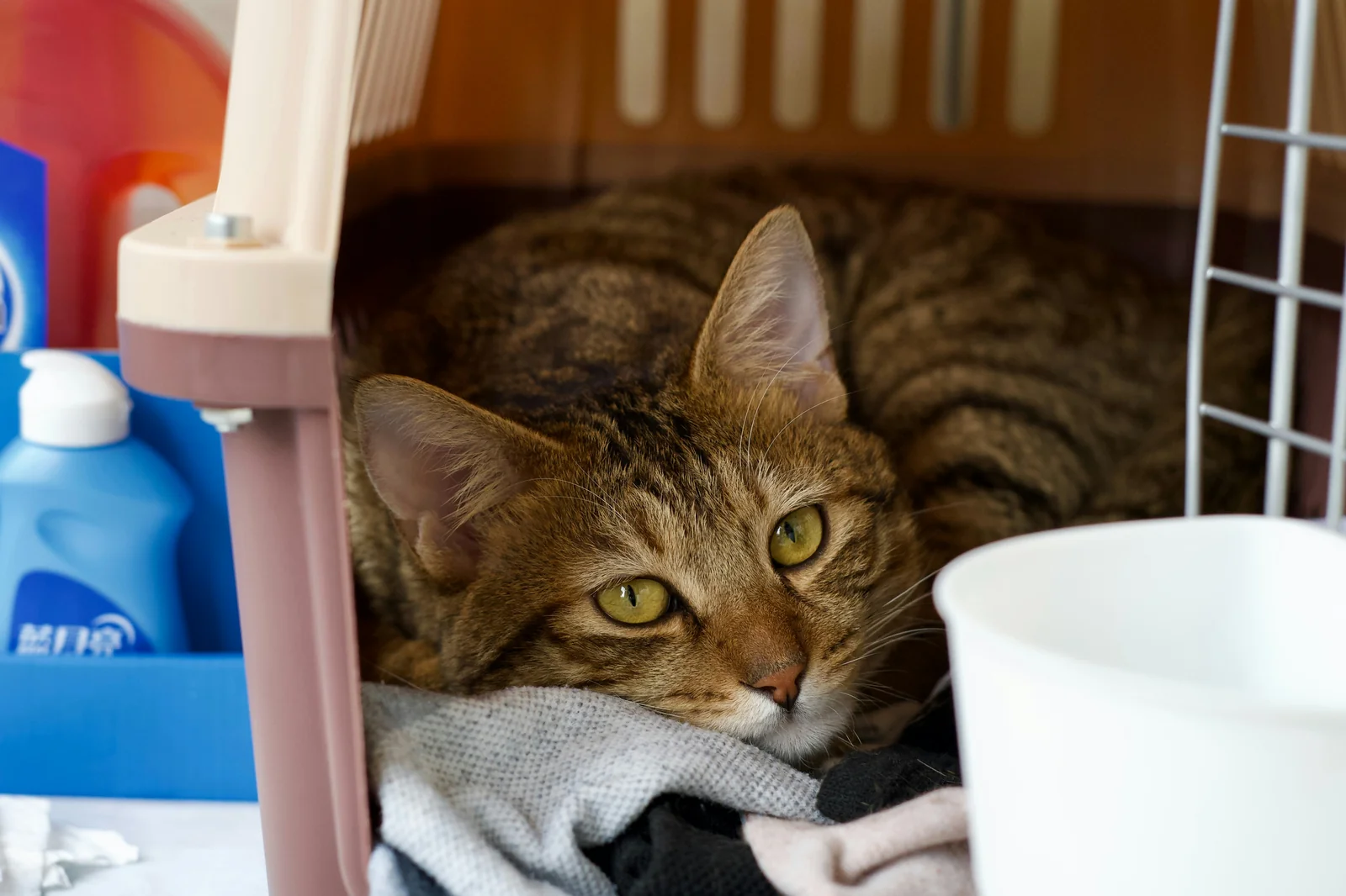 Why a Cat Carrier Can Become Unsafe During Car Travel