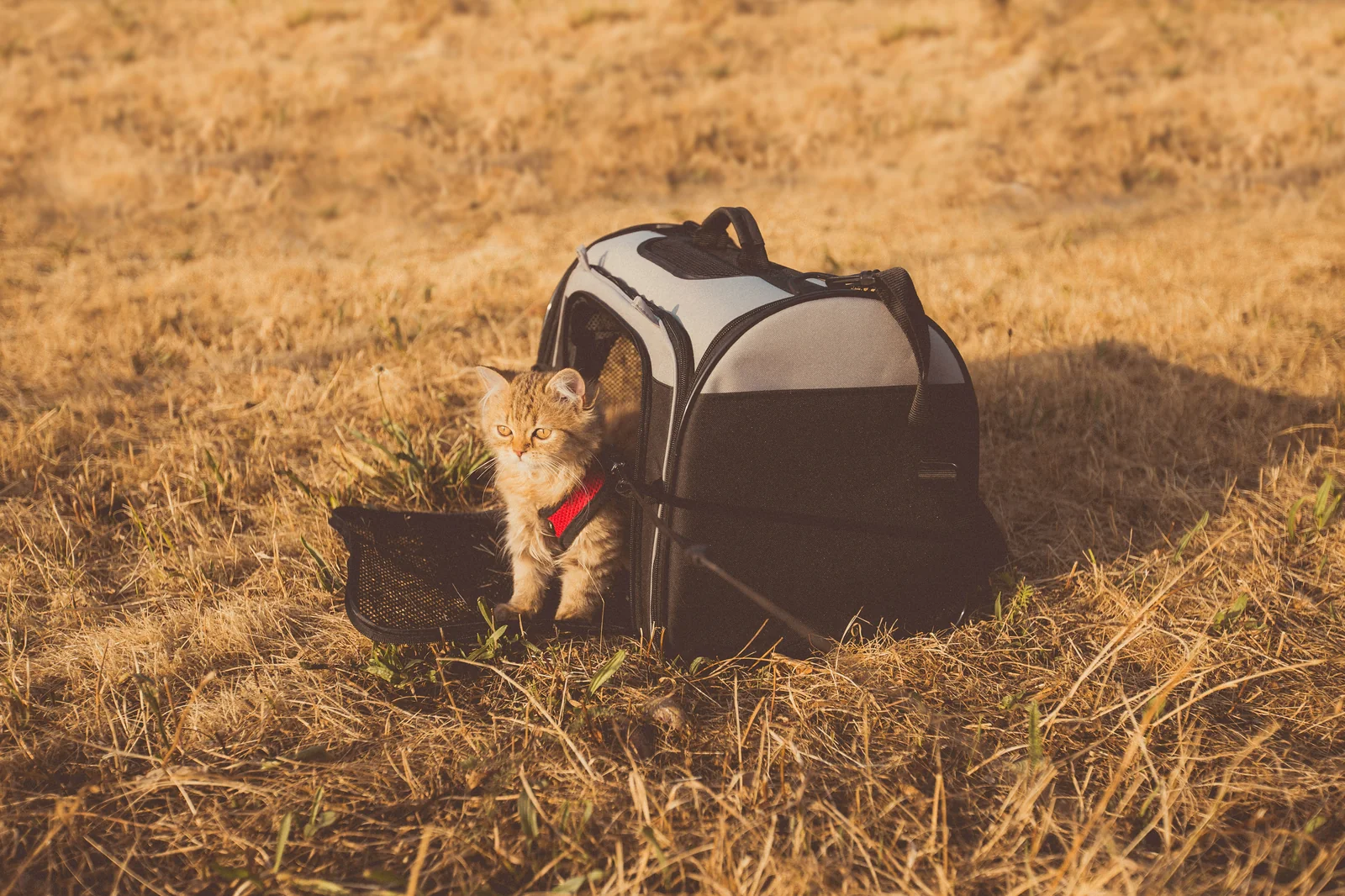 How to Choose a Safe, Supportive Carrier for a Heavy Cat