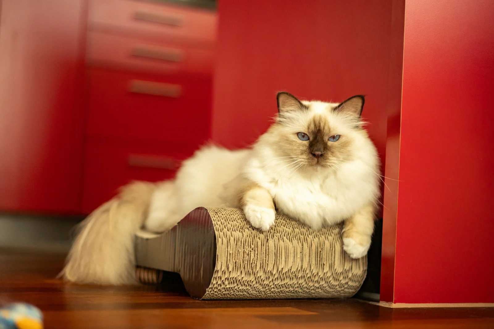 How to Stop Cats From Scratching Furniture Without Creating New Problems