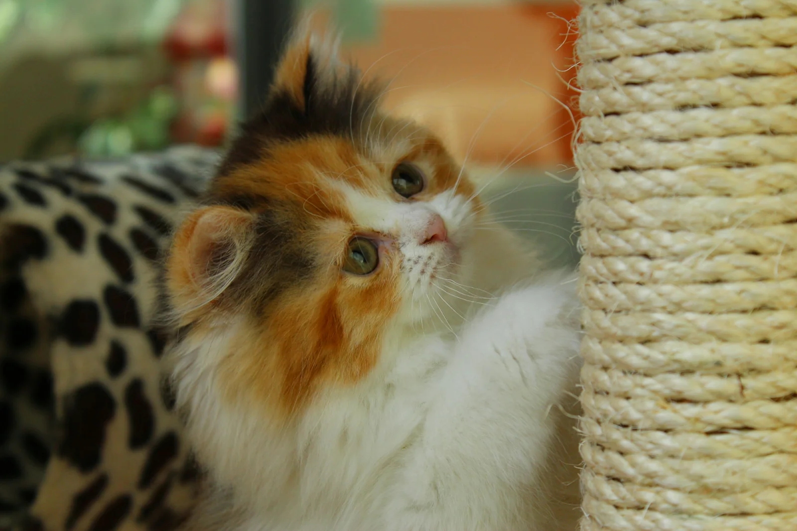How to Choose a Cat Scratcher That Stays Useful