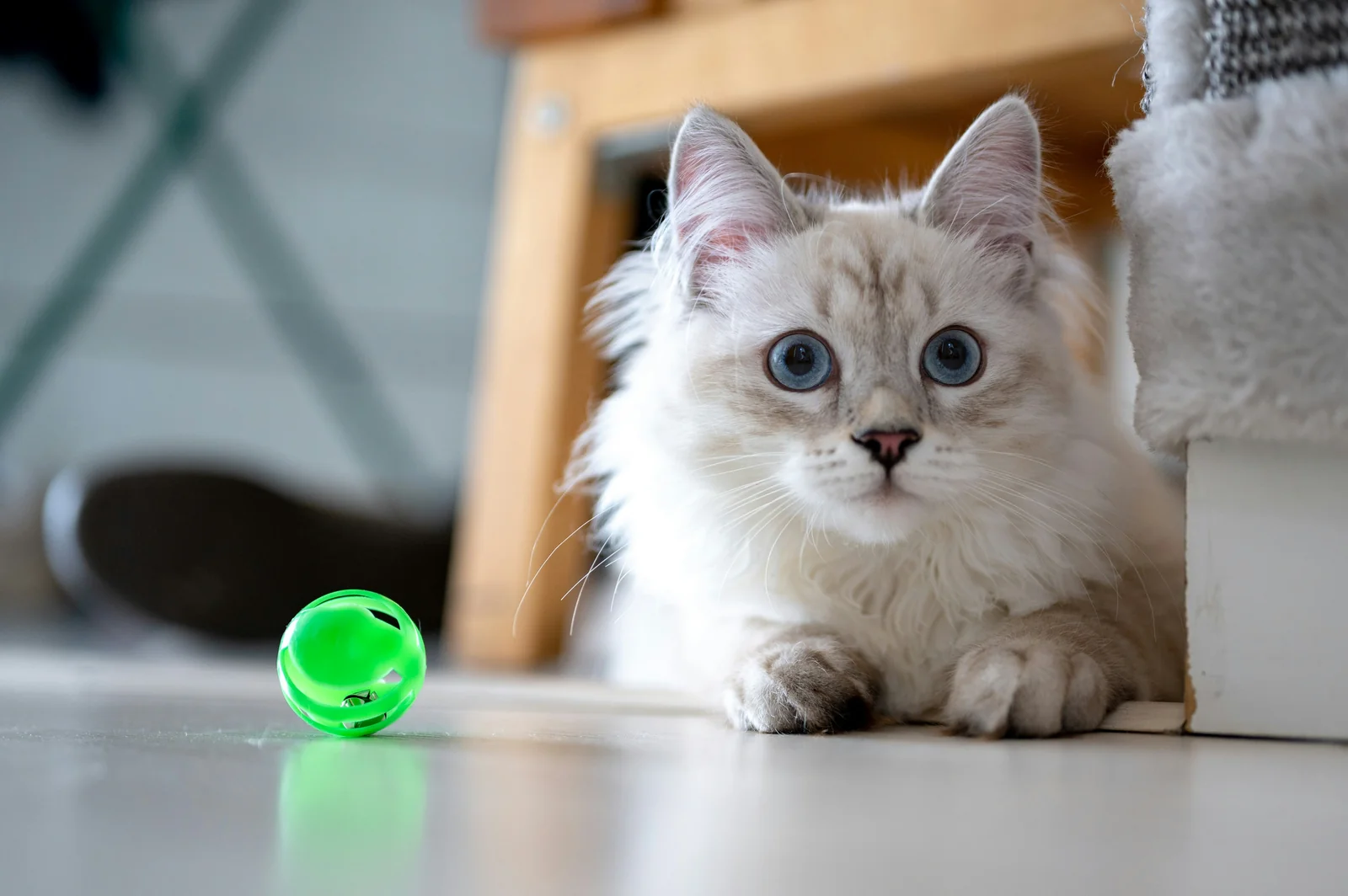 How to Choose Cat Toys That Hold Up to Real Play