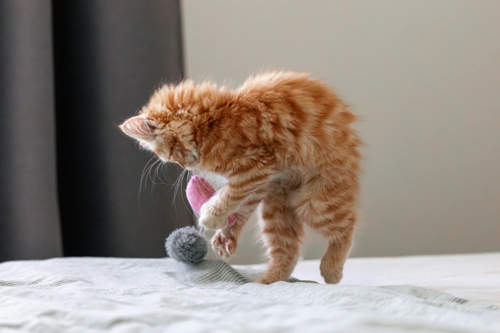 What to Check Before Buying Plush and Interactive Cat Toys