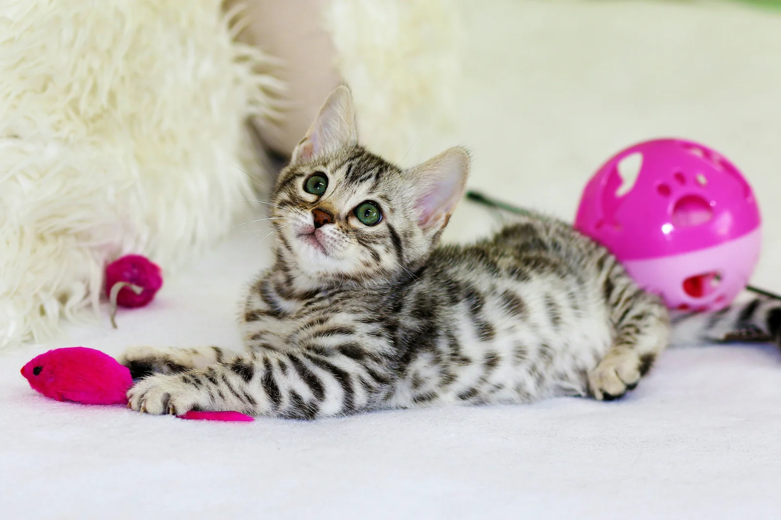 How to Avoid Smart Cat Toys That Fail Too Soon