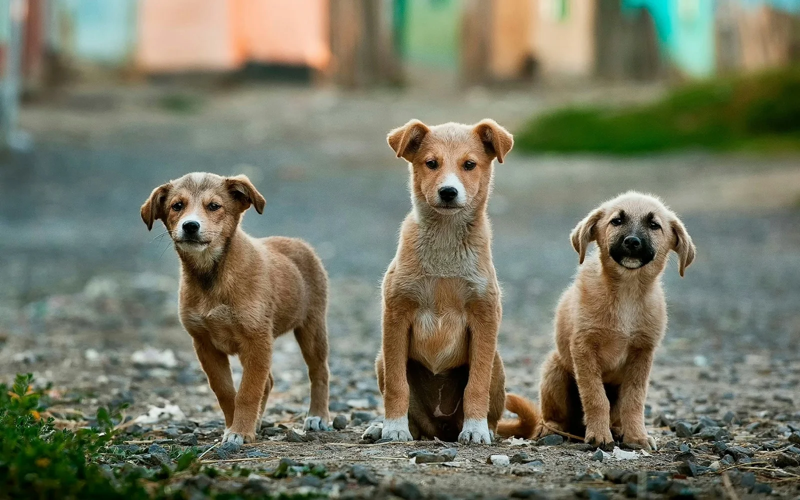 Pet Tracker and Collar Problems That Can Leave Owners Without Reliable Protection