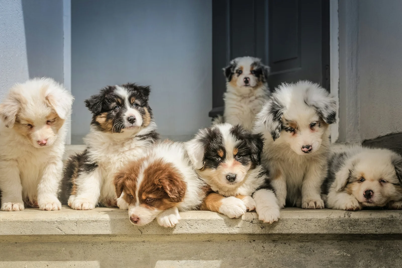 Pet Trackers Can Fail When You Need Them Most