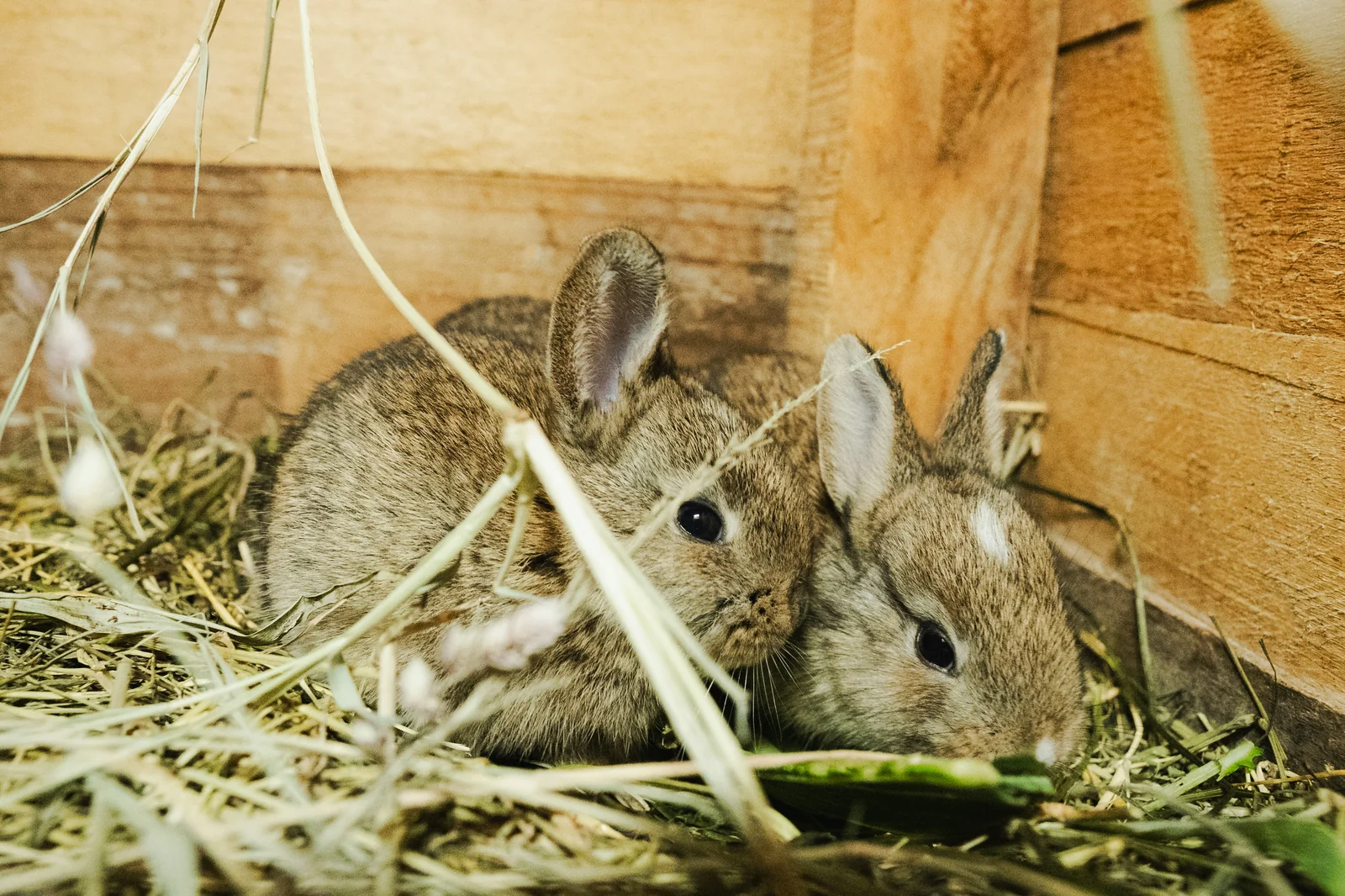How to Choose Safer Rabbit Hay, Feeders, and Chews