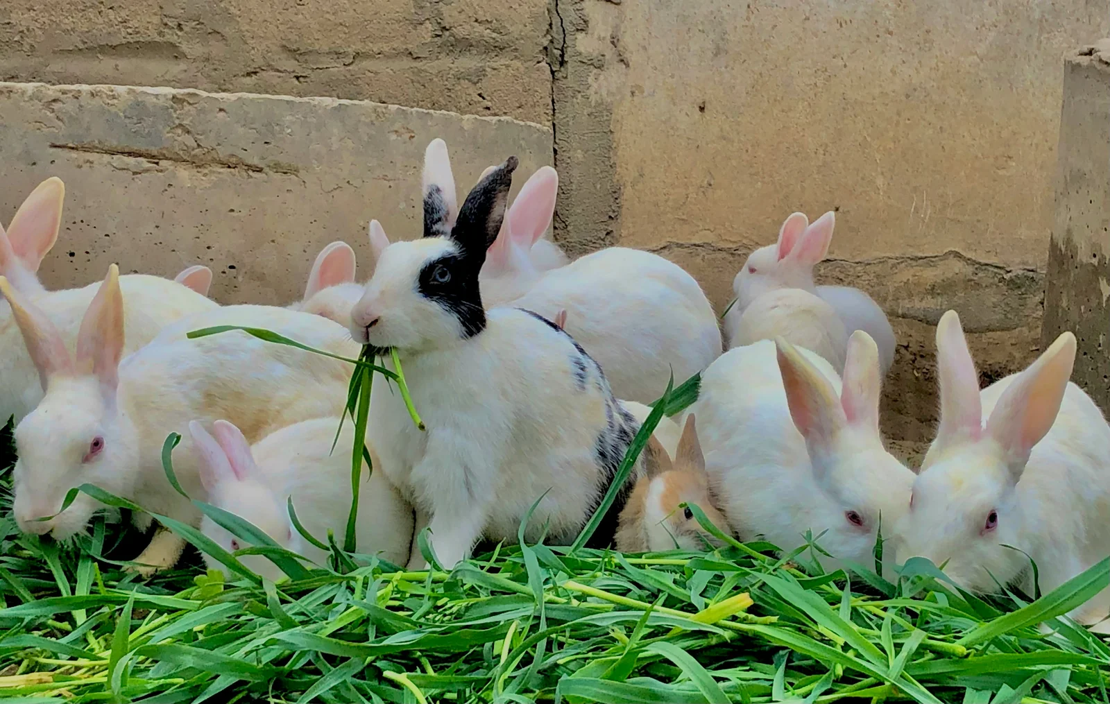 Rabbit Hay Buying Guide: Fiber, Calcium, Storage, and Dust