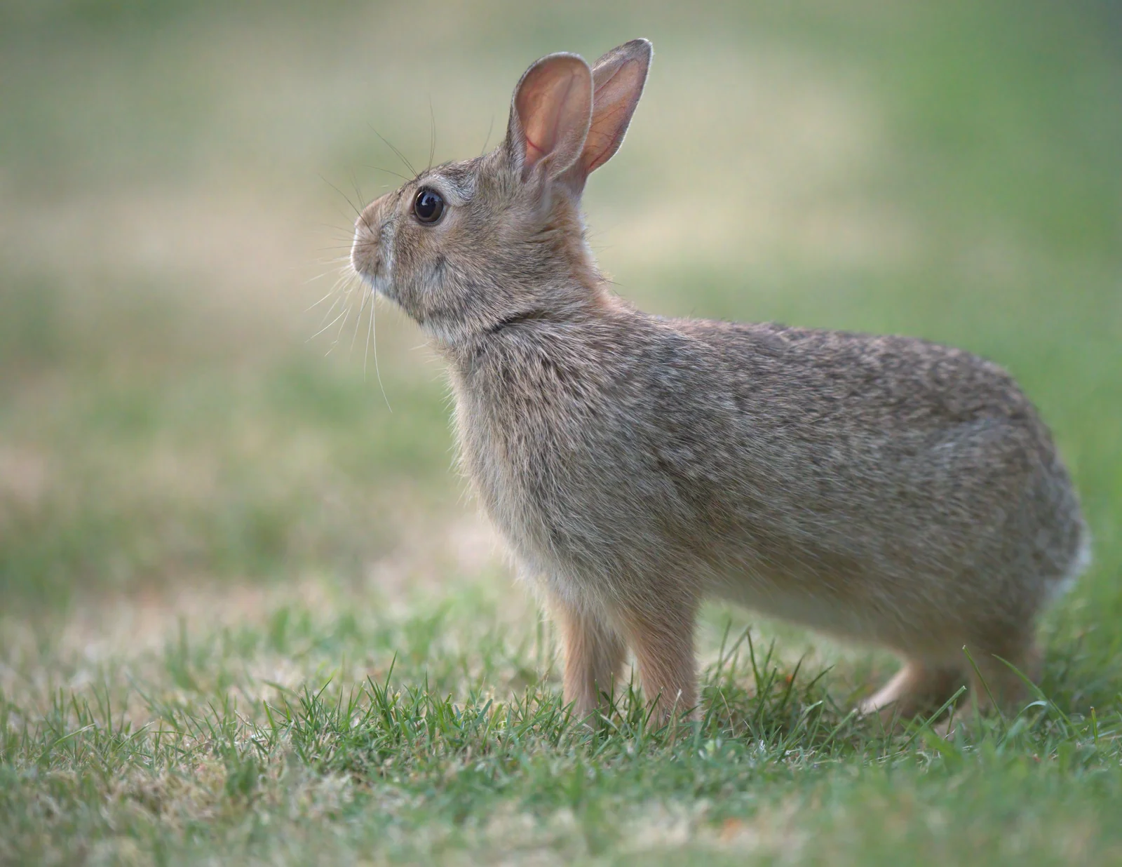 Rabbit Hay Feeder Problems That Can Turn Into Daily Hassles
