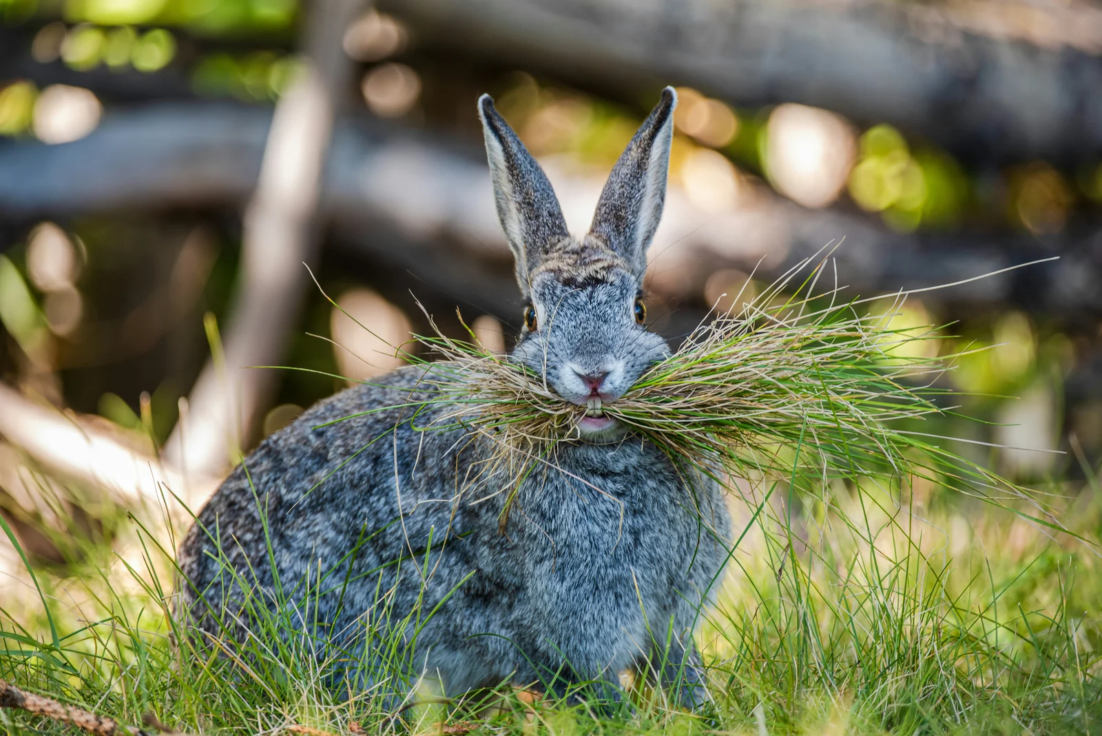 What to Check Before Giving Rabbits Unfamiliar Chew Toys