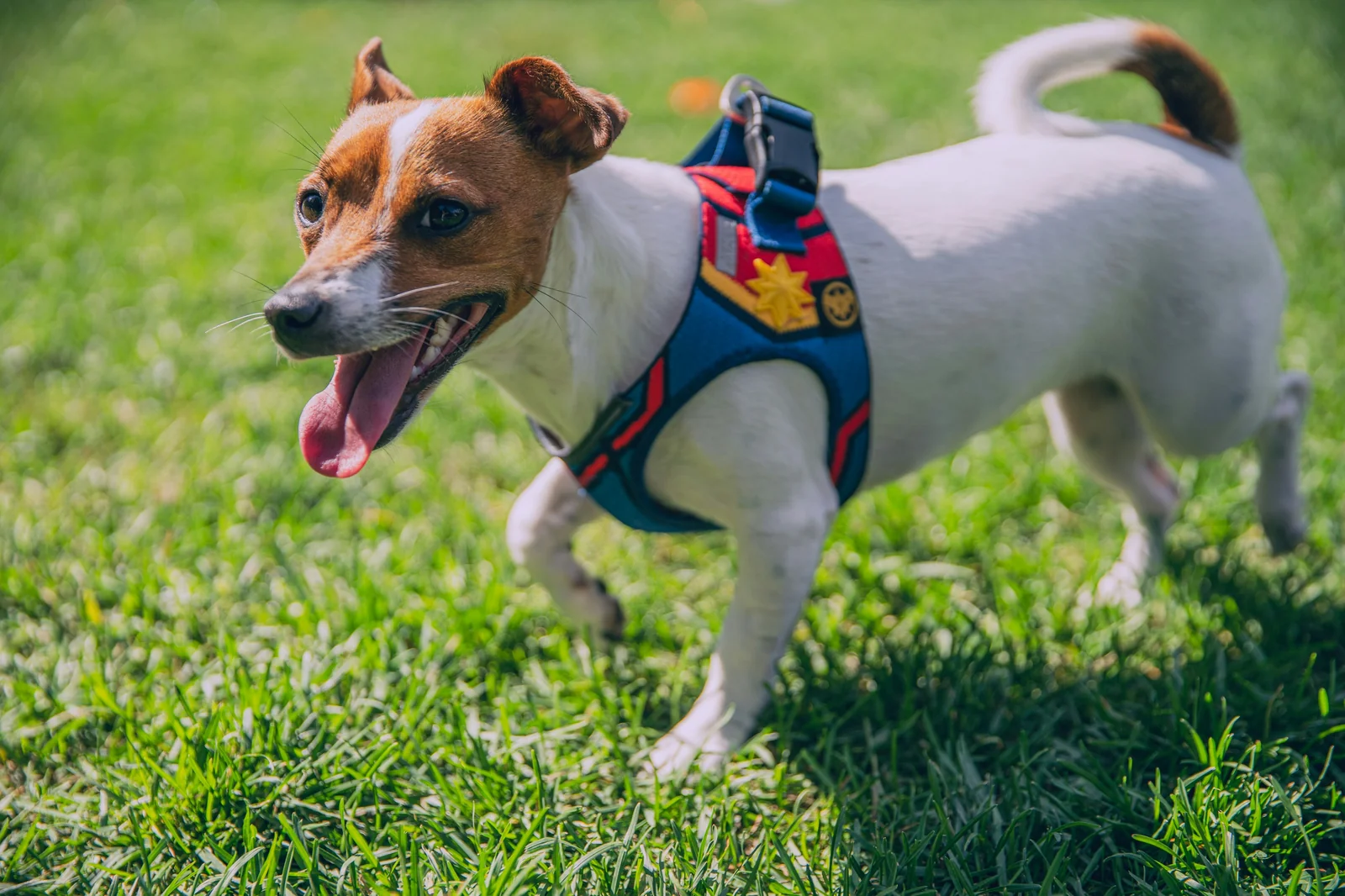 How to Choose a Dog Harness That Holds Up on Walks, Hikes, and Car Rides