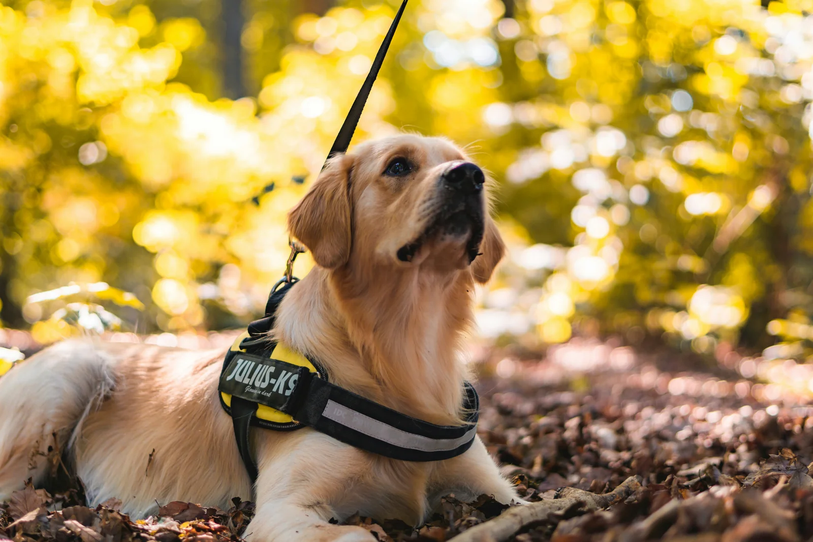 Why Dog Harness Sizes Fail Even When You Measure Correctly