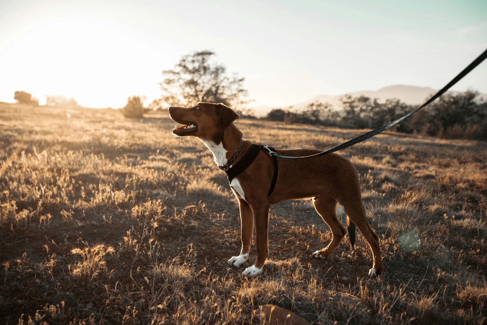 Can You Trust a Dog Harness That Keeps Loosening or Tearing?