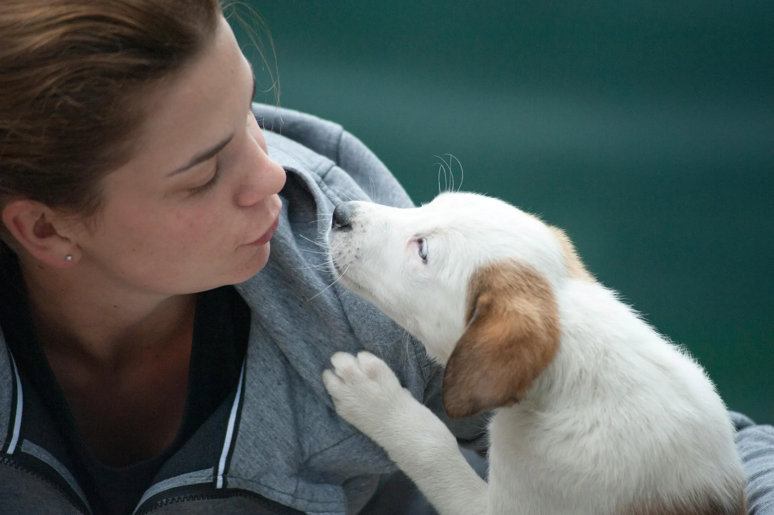 Dog Life - Expert Guides & Tips