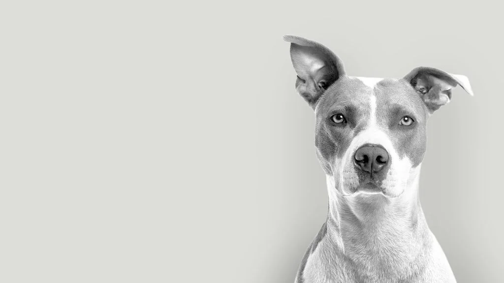 Health & Nutrition - Pet Care Guide