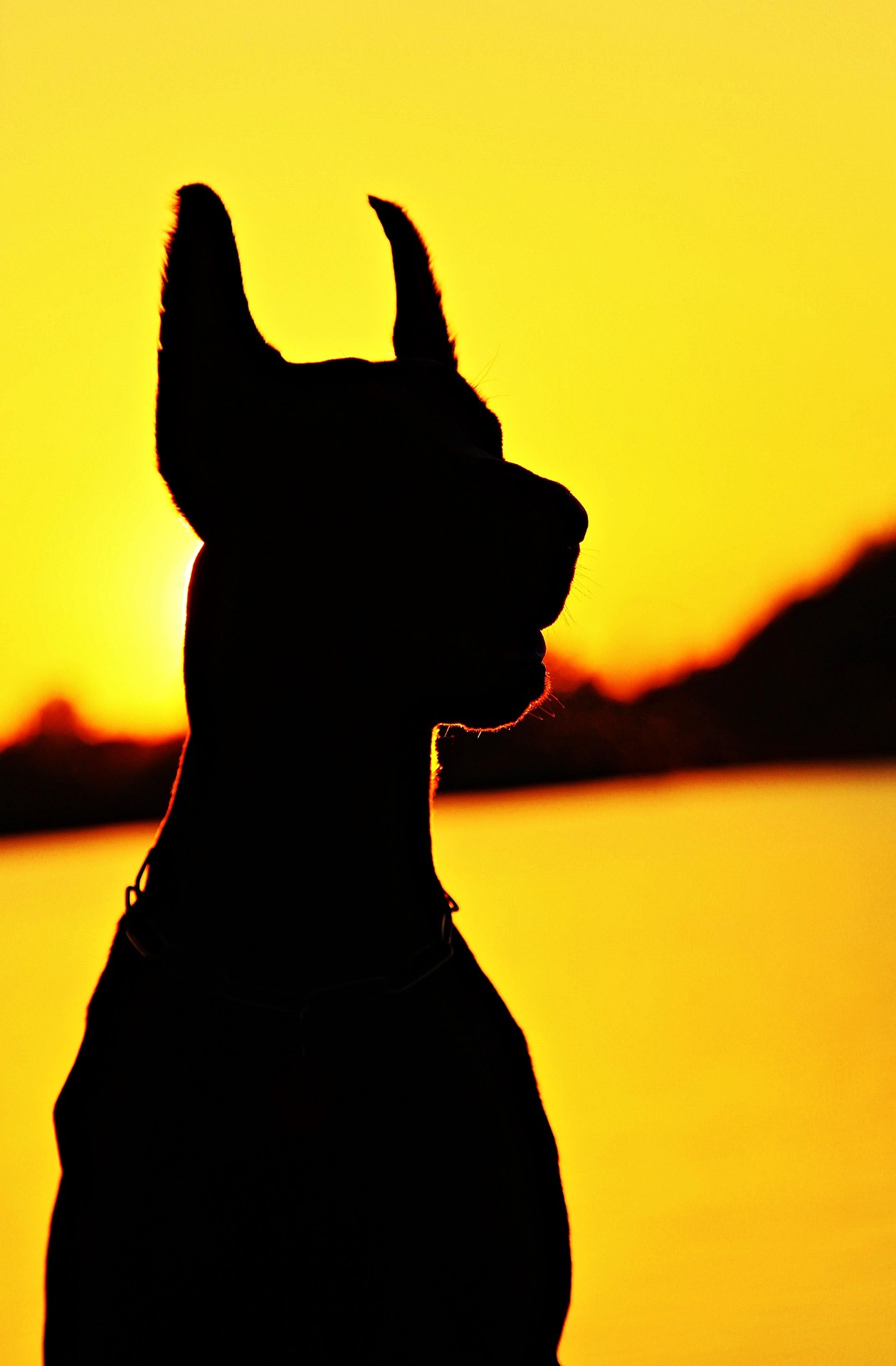 Doberman silhouette at sunset