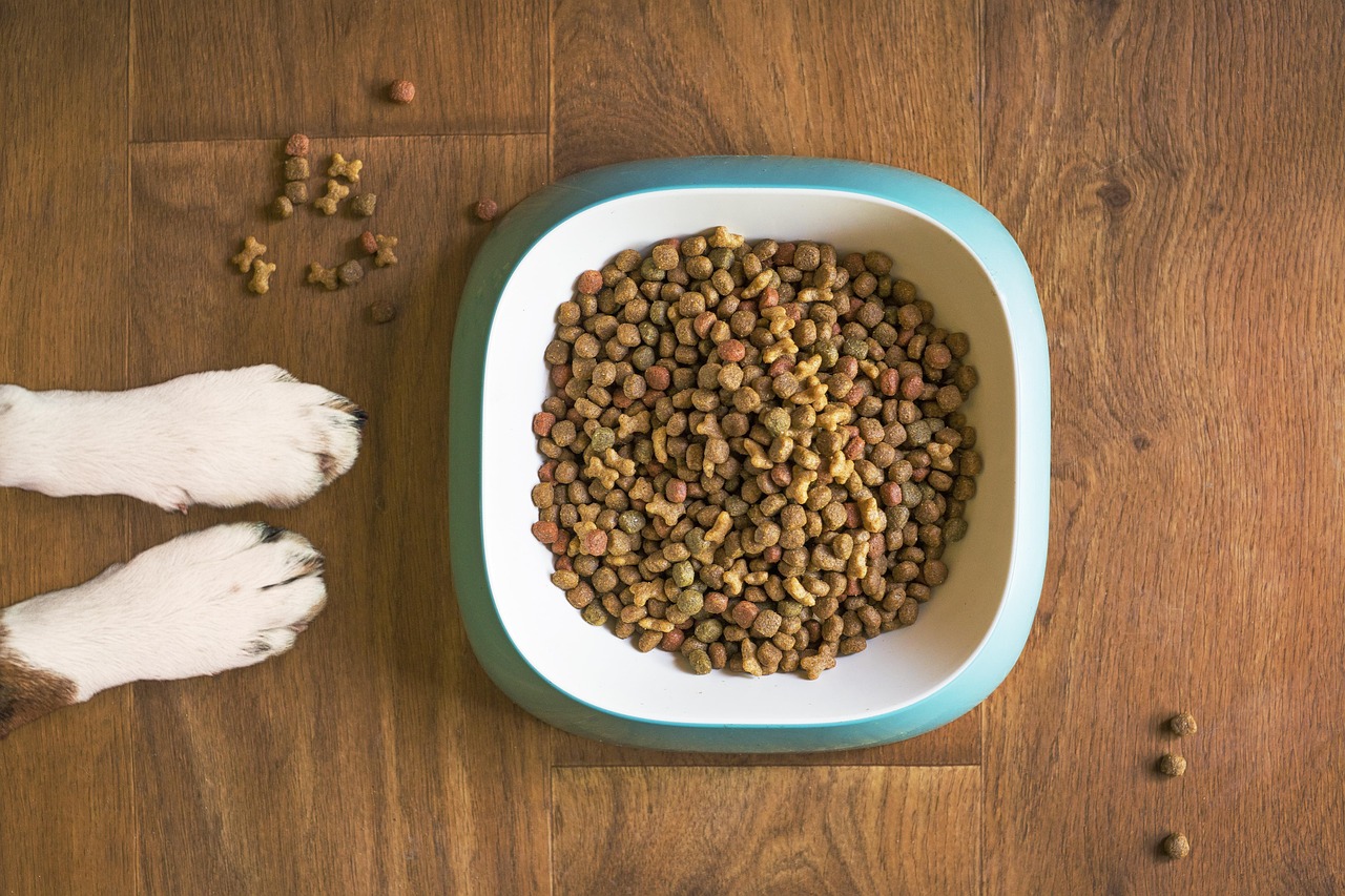 Dog paws near food bowl
