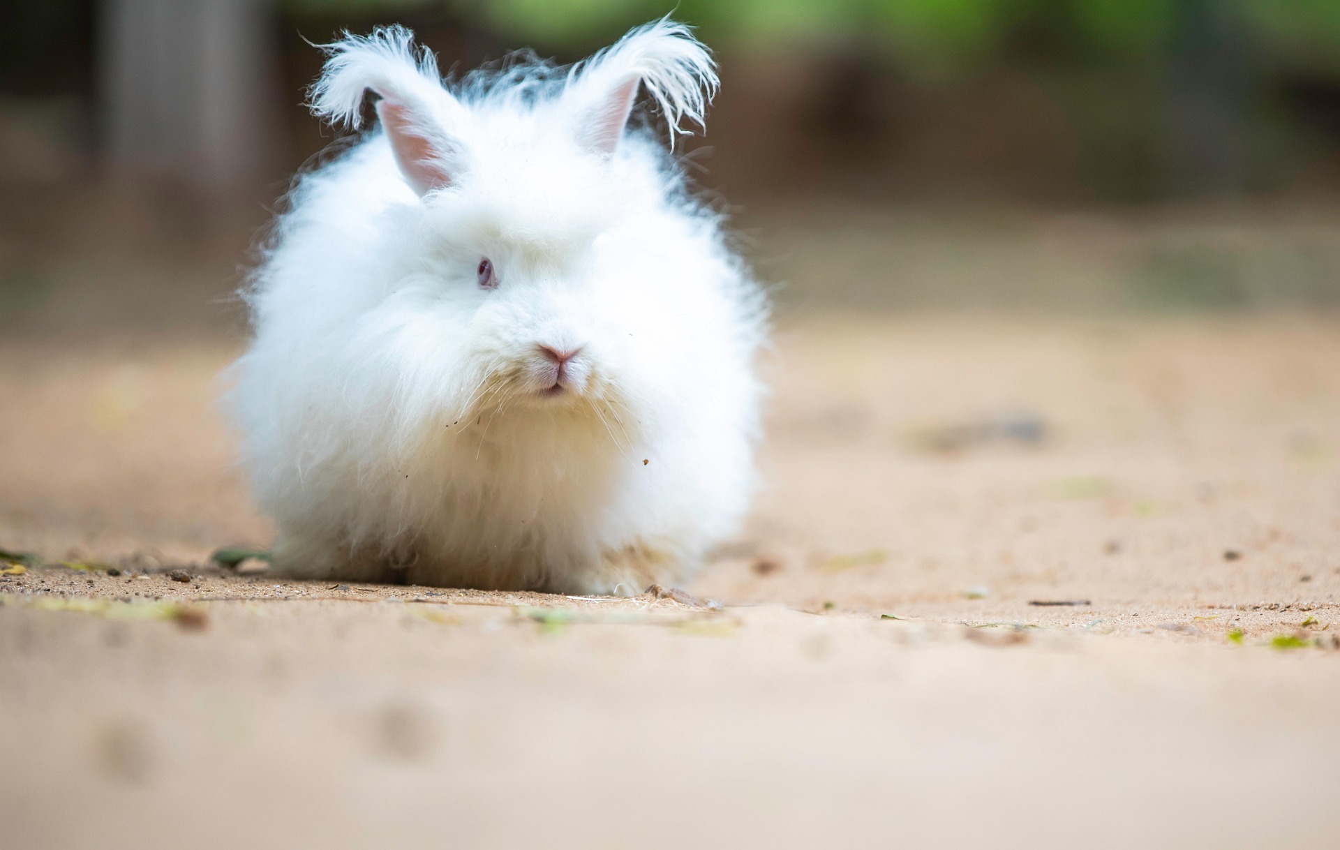 Fluffy white angora rabbit portrait